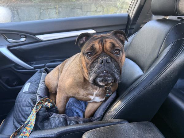 /Images/uploads/Long Island Bulldog Rescue/LIBR-2025-Calendar/entries/32165thumb.jpg